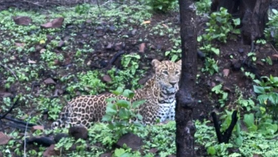 Leopard Sighting In Thane’s Pokhran Area Triggers Alert, Forest Department Steps Up Surveillance