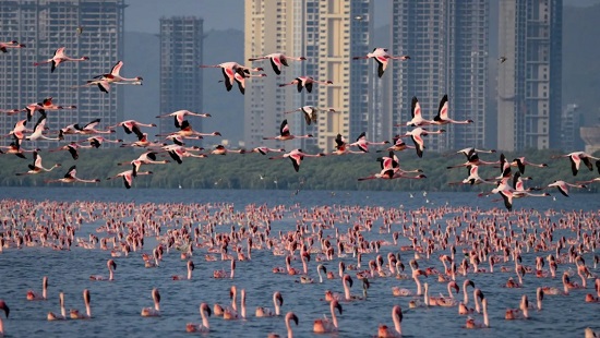 Why Mumbai Cannot Afford to Lose Its Wetlands Anymore
