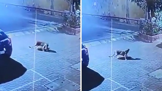 Leopard Sightings Spark Panic In Mumbai; Forest Department Launches Safety Drive In Residential Areas